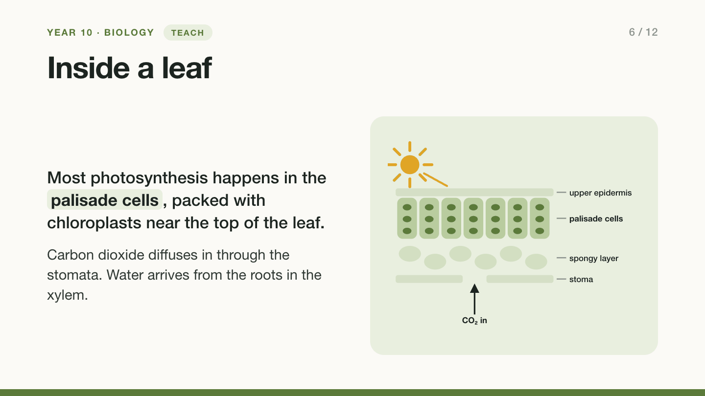 Slide 6: Inside a leaf. Most photosynthesis happens in the palisade cells, packed with chloroplasts near the top of the leaf. A labelled cross-section: upper epidermis, a row of tall palisade cells full of chloroplasts, a spongy layer with air spaces, and a stoma in the lower surface where carbon dioxide enters. Water arrives from the roots in the xylem.