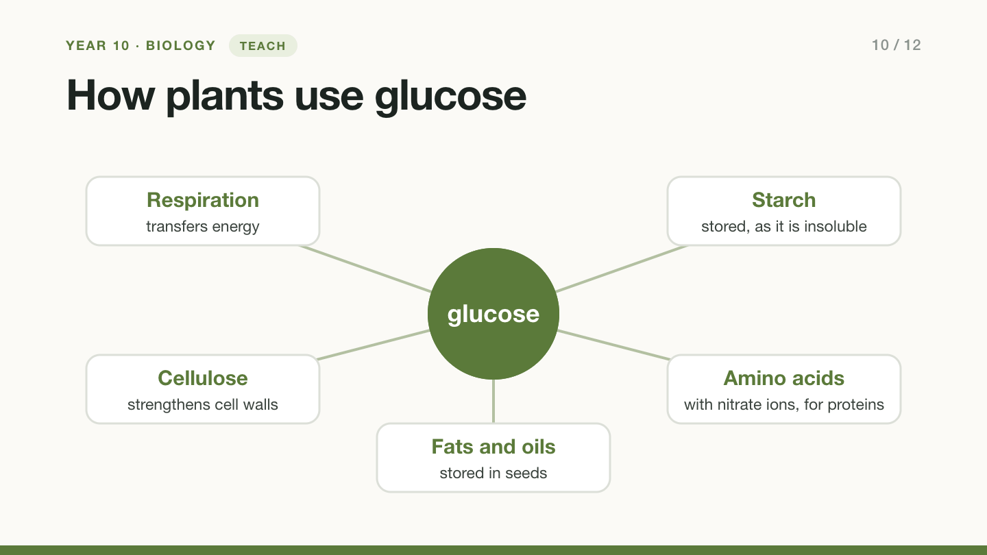 Slide 10: How plants use glucose. Glucose is used for respiration, which transfers energy; converted to starch, which is insoluble, for storage; used to make cellulose, which strengthens cell walls; combined with nitrate ions to make amino acids for proteins; and turned into fats and oils stored in seeds.