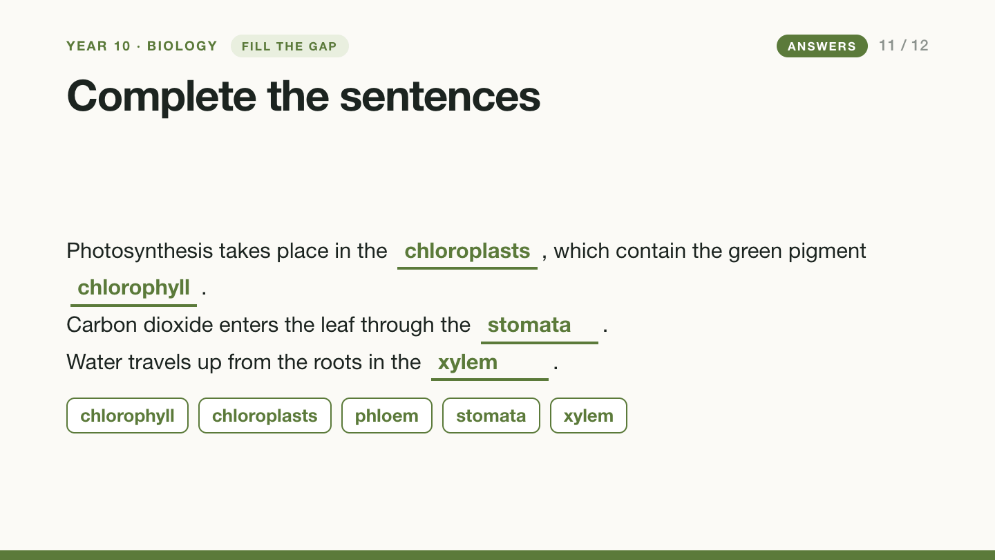 Slide 11 with answers: chloroplasts, chlorophyll, stomata, xylem. Phloem is not used.